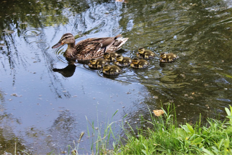 cres_park_ducklings