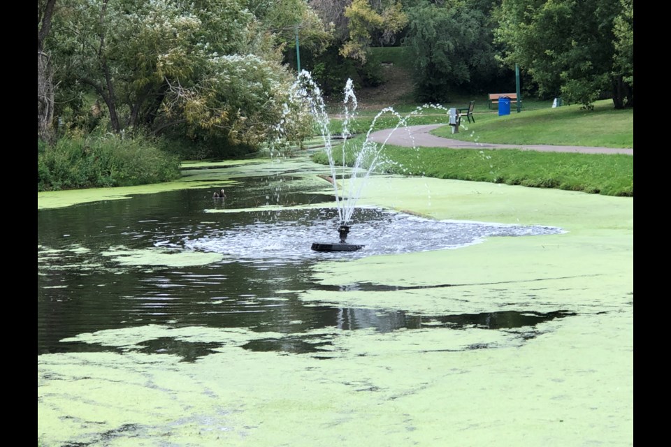 The Serpentine Creek in Crescent Park. Photo by Jason G. Antonio