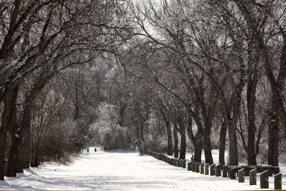 snowy wakamow