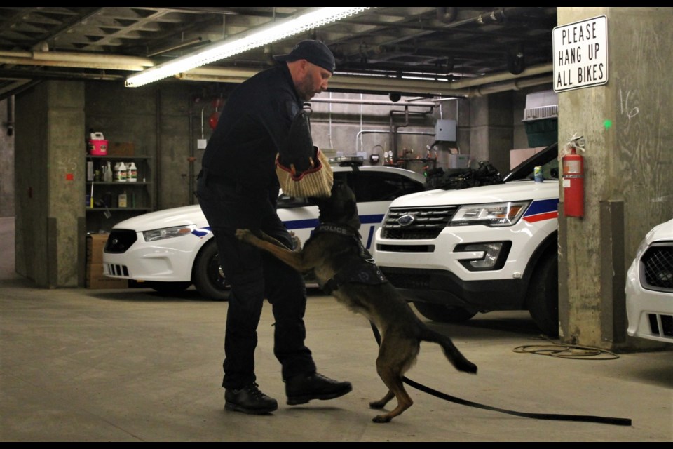 PSD True demonstrated how she can latch onto a target, in this case Cst. Chad Scheske, with a verbal cue from her handler, Cst. Aaron Woods.