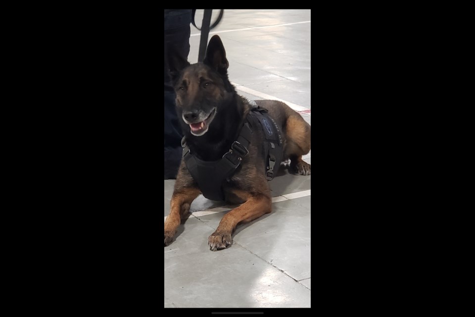 Police Service Dog (PSD) True lost her canine ballistic vest around Highland Road. The vest was last seen on Feb. 17 and police are asking for the public's assistance in locating it.