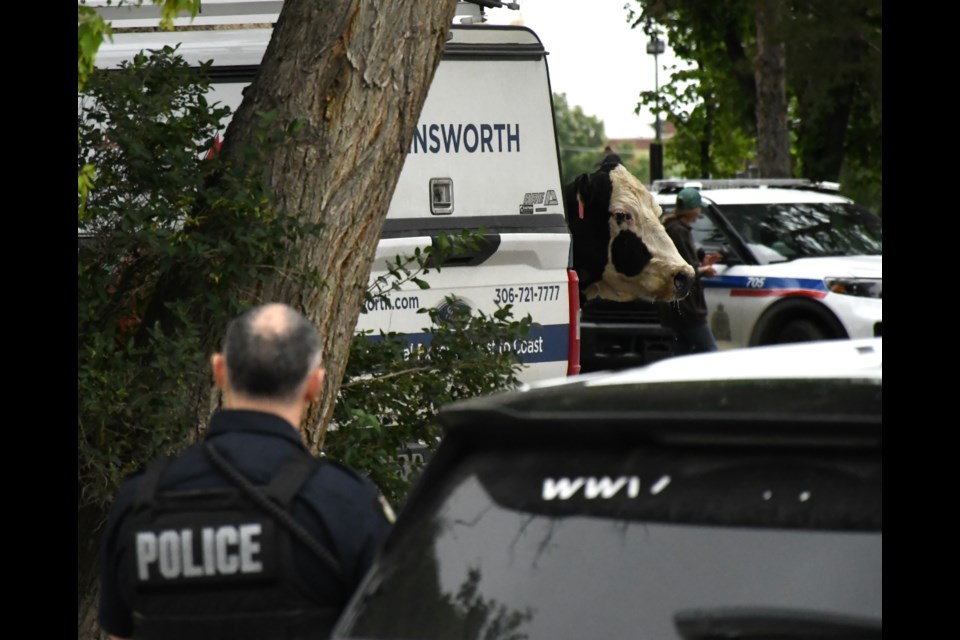 An adult cow took her chance at freedom late in the afternoon on June 27 but was cornered in the west parking lot of the Moose Jaw Provincial Courthouse shortly thereafter.