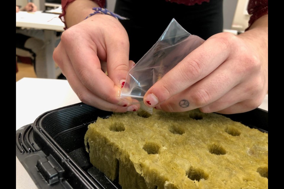 Students at Phoenix Academy plant seeds in wool pods on Jan. 19 as part of an indoor garden project. Photo courtesy Nichole Cornea