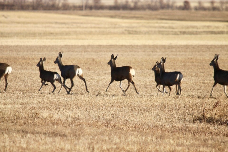 brownlee distillery trip mule deer