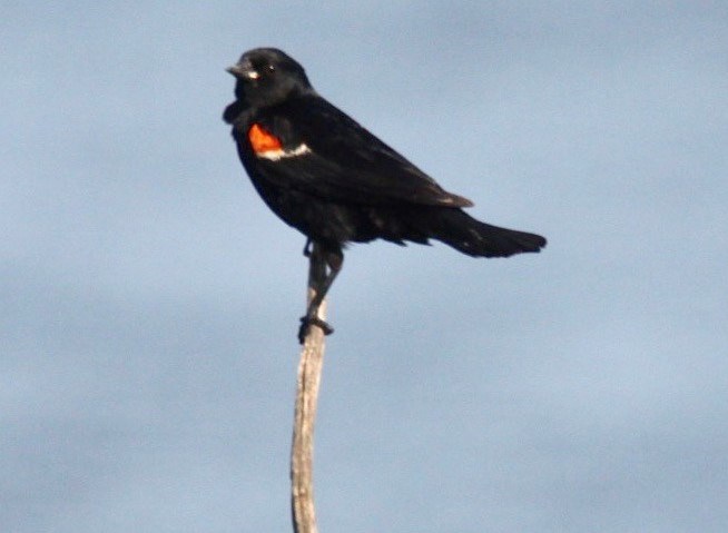 Red-winged blackbird. Photo by Ron Walter