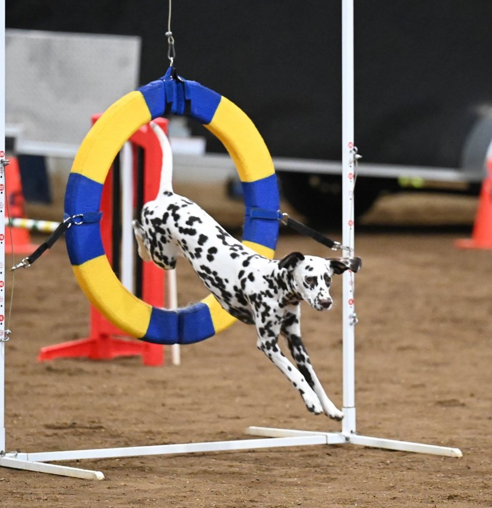 agility 6