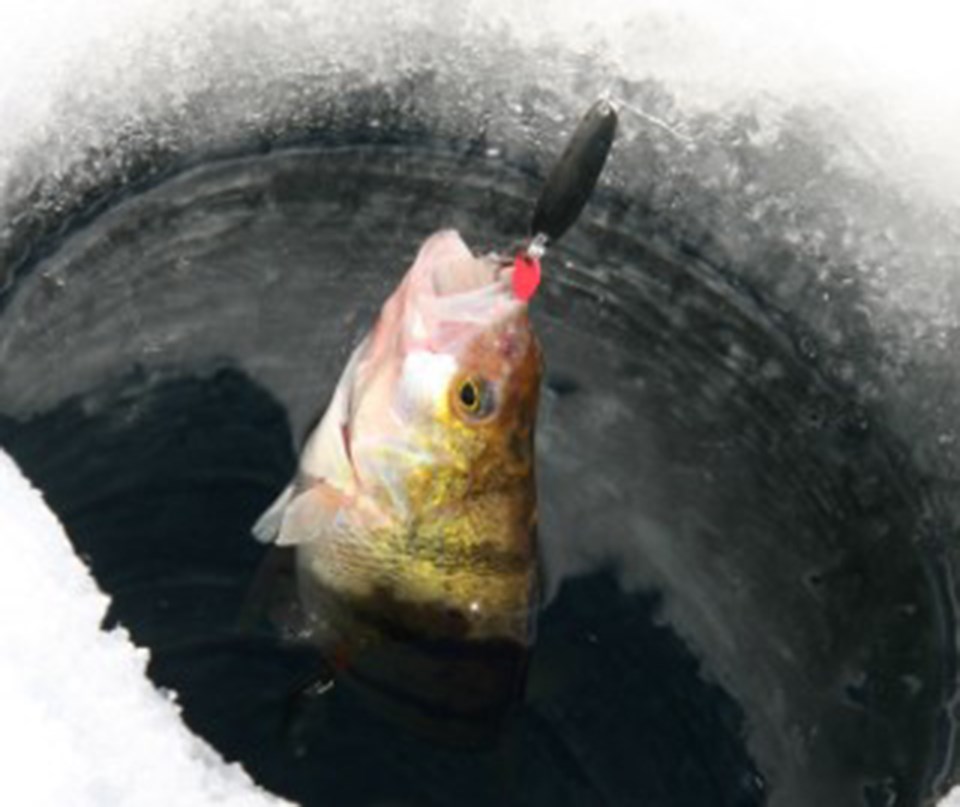 Fish in Ice