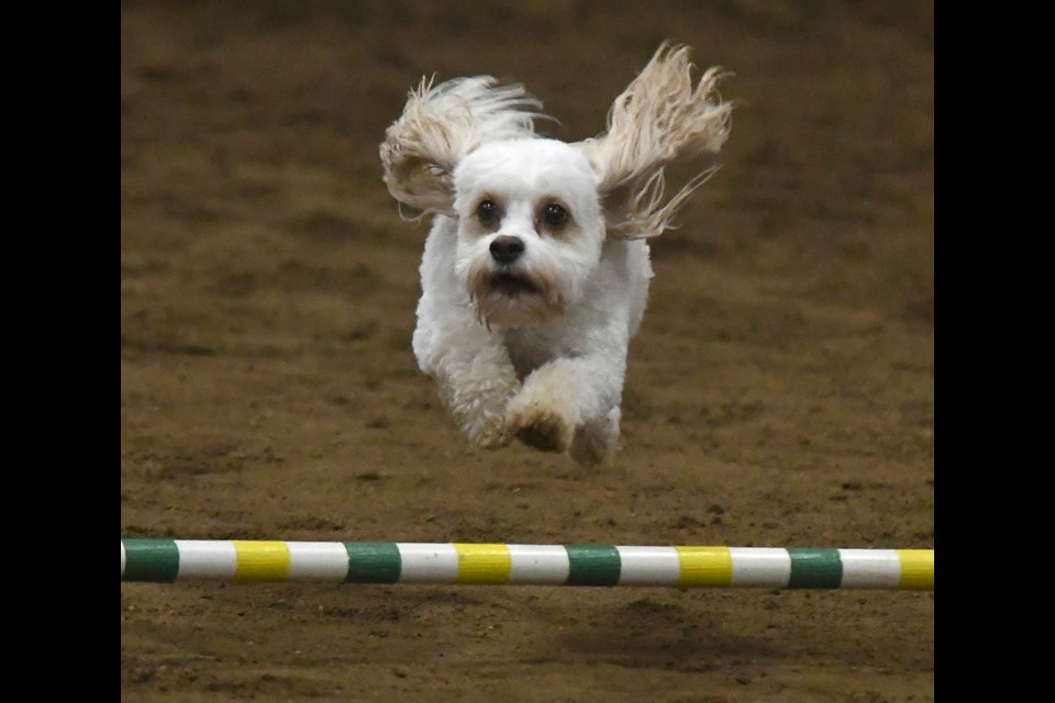 A sampling of the action from the Moose Jaw Dog Club’s Halloween Howl agility trial this past weekend at the Golden Mile Arena.