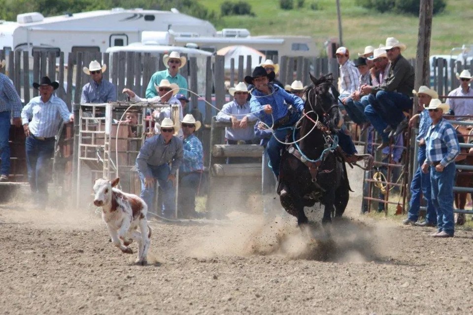 A cowgirl ropes a calf during the Wood Mountain Stampede