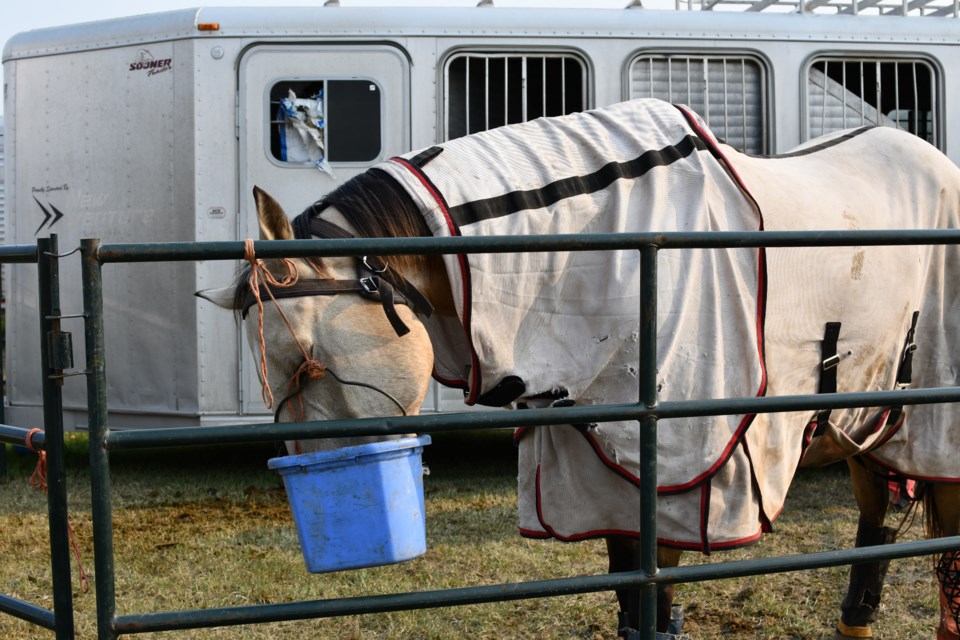 barrel racing coverage 2021 robert thomas horse