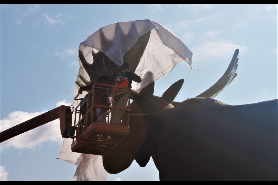 One antler down, one to go — Team Mac unwraps Mac’s new set of antlers for the crowd gathered at Tourism Moose Jaw.