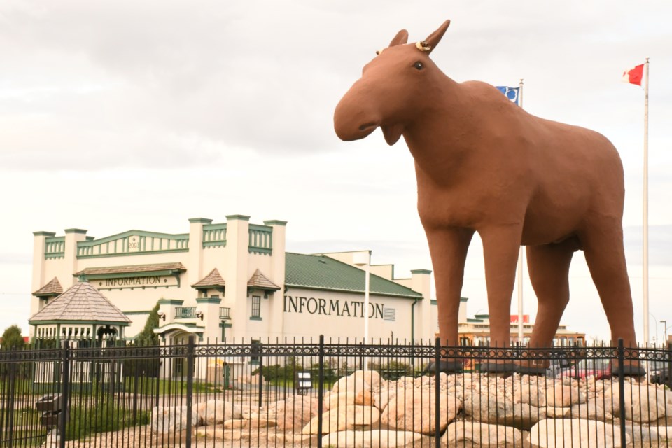 Mac the Moose has been without his antlers for four months, but that will change when a new pair "regrows" during an installation on Thursday, Oct. 10. Photo by Jason G. Antonio