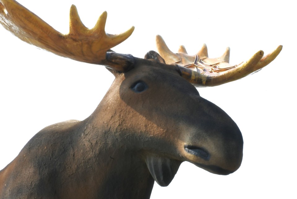 mac-the-moose-2