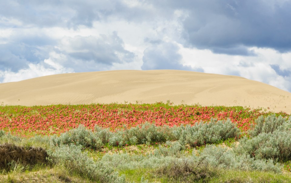 the-great-sandhills-of-southwestern-saskatchewan-sprokop-istock-getty-images