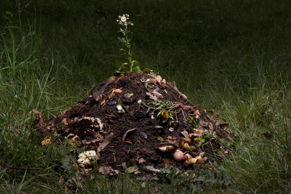 Flower growing in compost heap (Toledano-The Image Bank-Getty Images)