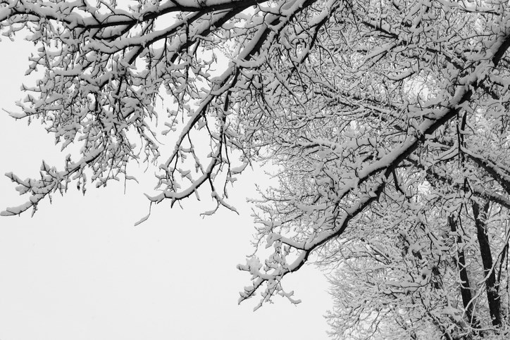 branches covered in snow getty images