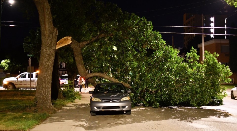 fallen tree limb on car aug 2021