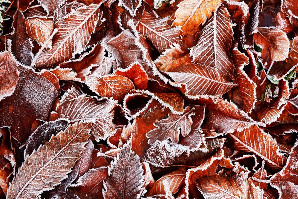 frosty leaves shuttestock