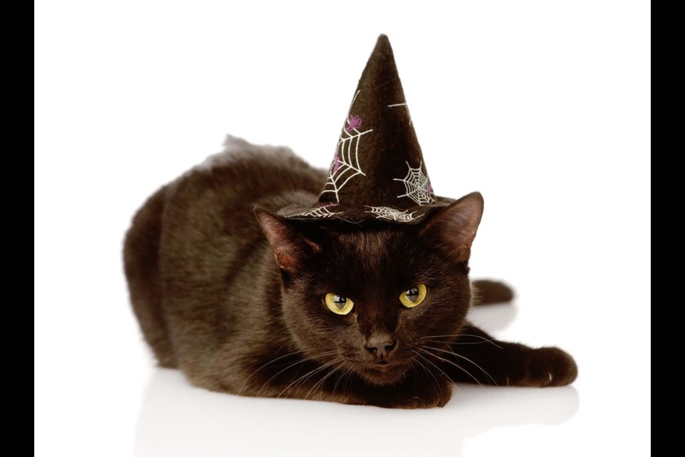 October is Mysteries at the Museum month. Search for 13 black cats throughout the museum. Photo courtesy WDM