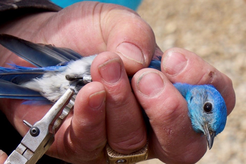 bluebird habitat