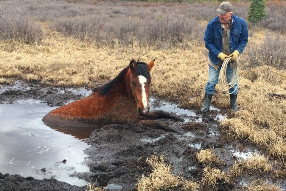 A group of free roaming horse advocates with the Help Alberta Wildies Society pulled the plug on photo excursion and embarked on an impromptu rescue operation upon discovering a filly in distress that had become stuck deep in mud west of Sundre.  
Photo courtesy of Help Alberta Wildies Society