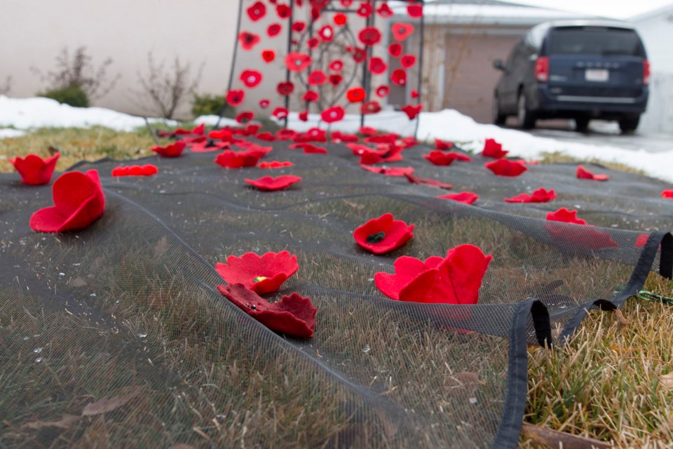 MV driveway poppies-1