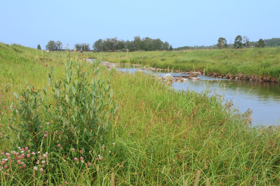 Although some vegetation that was planted higher up along the Bearberry Creek’s banks west of the weir in Sundre were as a result of confusion inadvertently cut down by an Alberta Transportation crew that was mowing grass, numerous shrubs continue to grow closer to the water. The municipality completed in 2017 a riparian habitat rehabilitation project that included the addition of shrubs and trees as well as rocks in the stream with the objective of improving biodiversity. 
Simon Ducatel/MVP Staff
