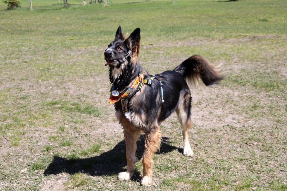 Despite cranial deformities and partial blindess in one eye, Brodie is still a healthy and loving canine to all humans and other animals. Johnnie Bachusky/MVP Staff