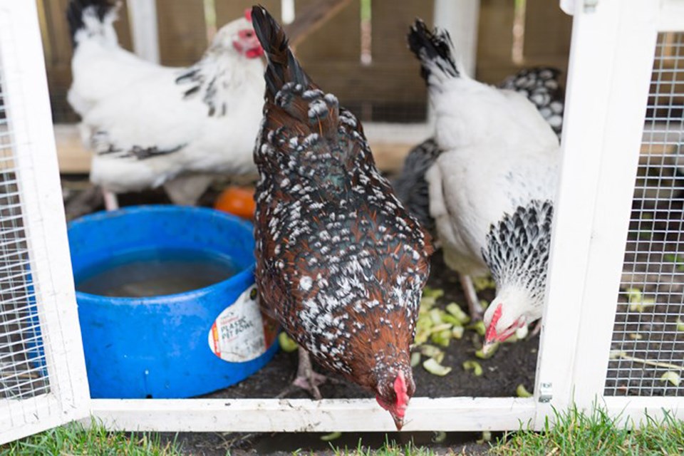 MVP Innisfail pet chickens