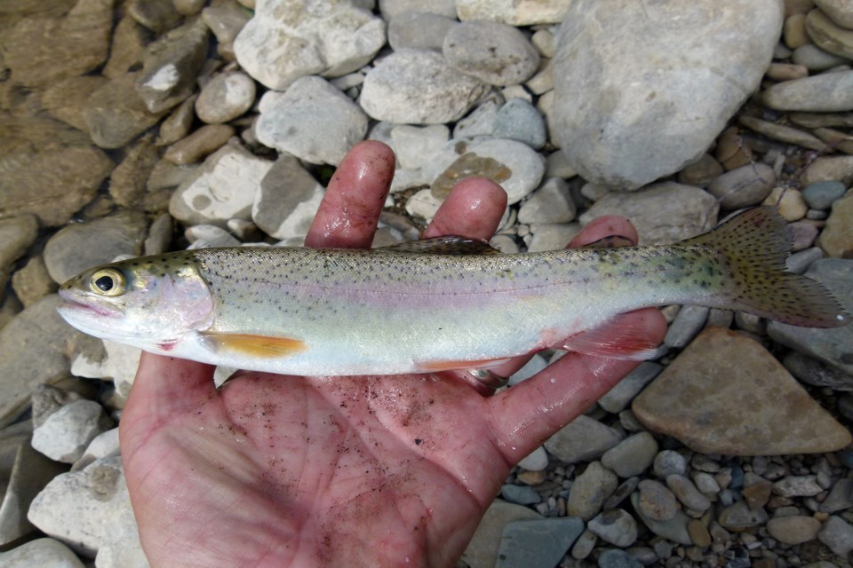 A small Rainbow trout caught in 2017 at the Bighead River in Ontario. The ones Innisfail will be getting this summer to stock Dodd's Lake will measure about eight to 10-inches in length. Photo by Mike Bryant 