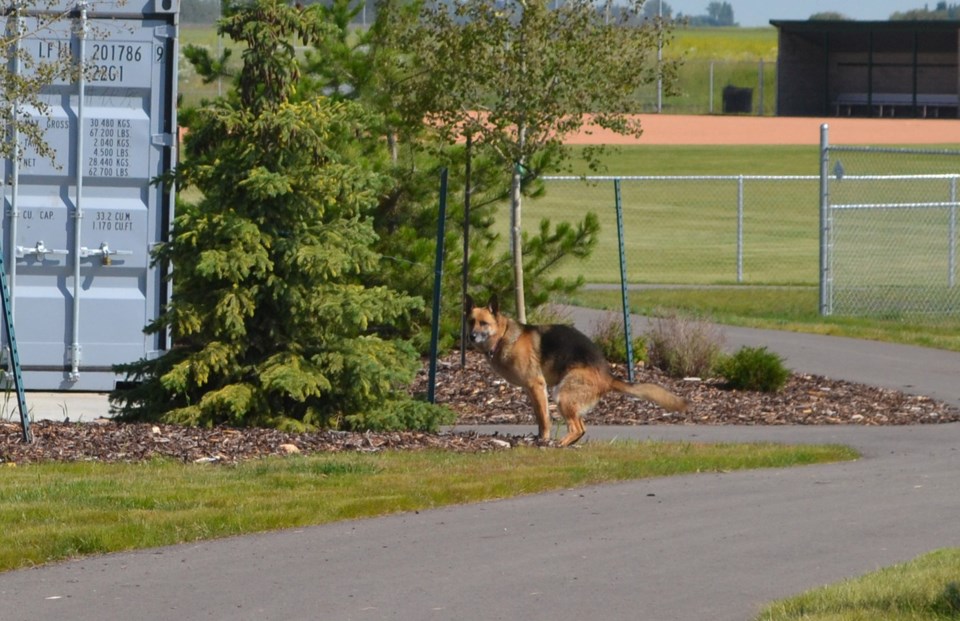 mvt Athletic park-in the act-1CROP