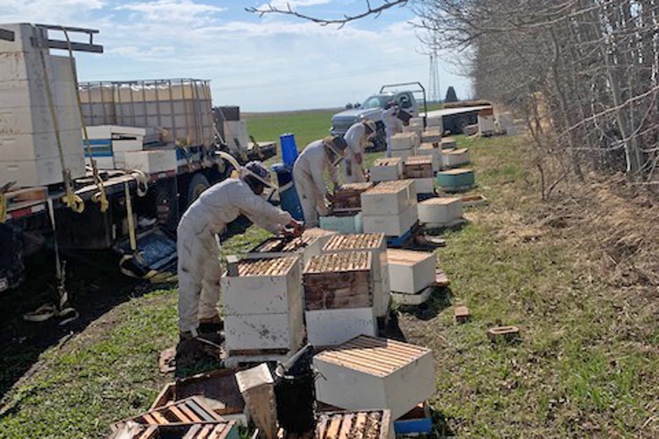 A combination of complications stemming from the late start to spring and COVID-19 lockdown measures has impacted beekeeper operations throughout the province. However, some fared through the difficult circumstances better than others, including Nixon Honey Farm, located east of Innisfail in Red Deer County. Kevin Nixon, a co-owner of the large-scale commercial family business, said he hopes an aid program under development by the provincial government will go to producers who need it the most. 
Photo courtesy Nixon Honey Farm