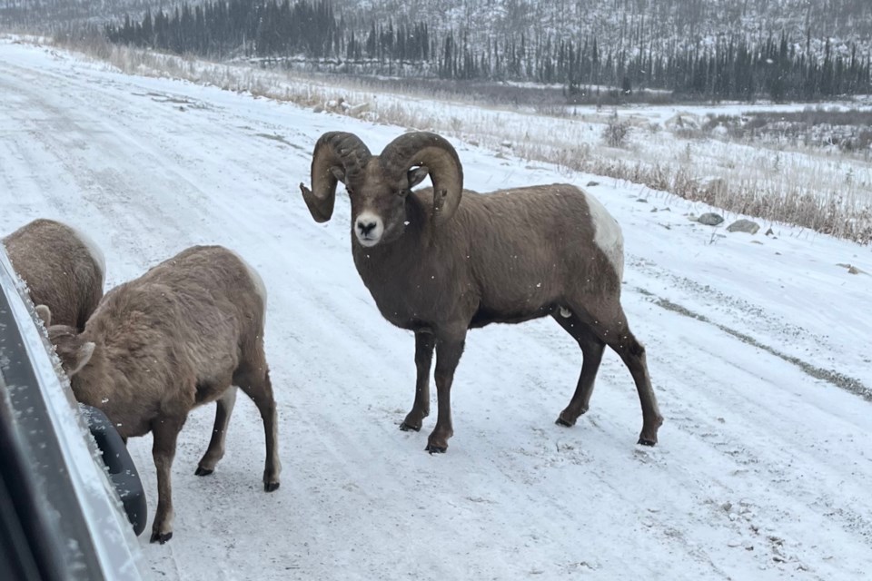 Rocky Mountain bighorn sheep along the Ya Ha Tinda wildlife corridor are habituated to people to the point of approaching vehicles to lick salt. The ram looking up was pictured alongside other sheep by Sundre district Fish and Wildlife officer Sgt. Levi Neufeld just days before being poached on Dec. 1, 2024.
Photo courtesy of Sgt. Levi Neufeld