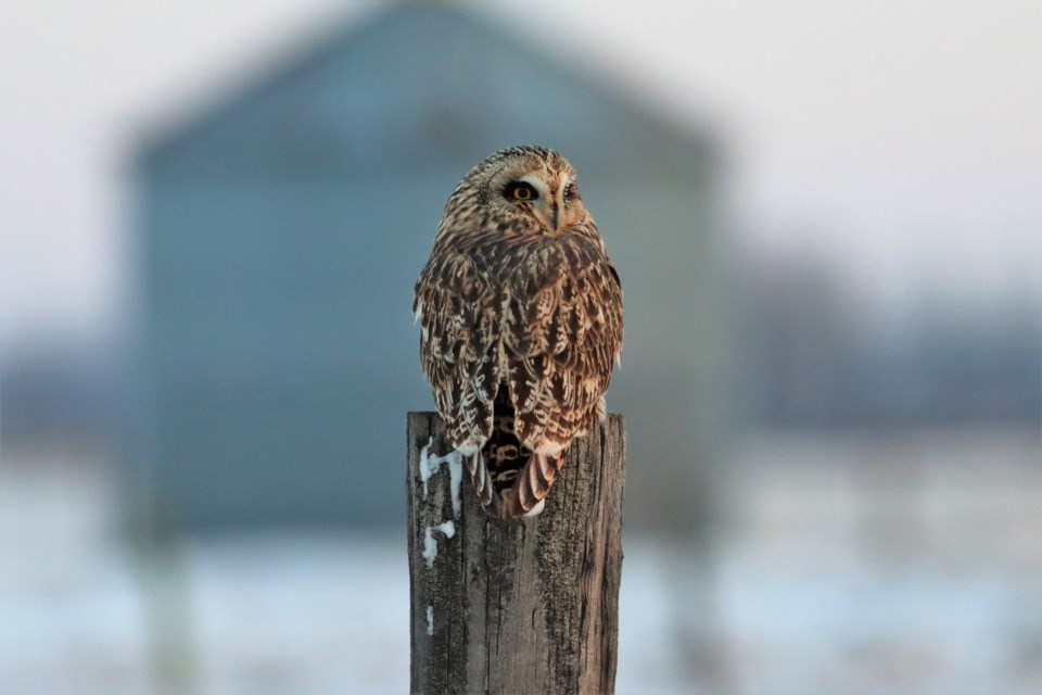 MVT Bird count Short-eared Owl - JBirch