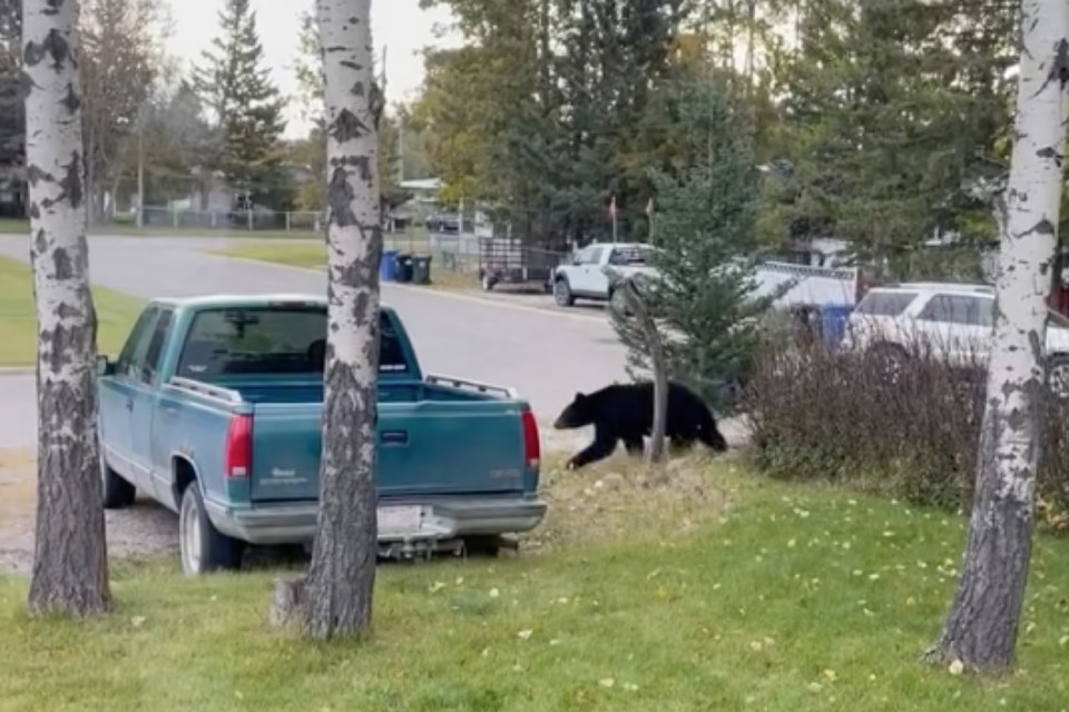 A Sundre district Fish and Wildlife officer responded on Sunday, Sept. 25 to a report of a black bear that had been spotted in town crossing Highway 27-Main Avenue near Tim Hortons before meandering into a northwest subdivision. 
Facebook photo