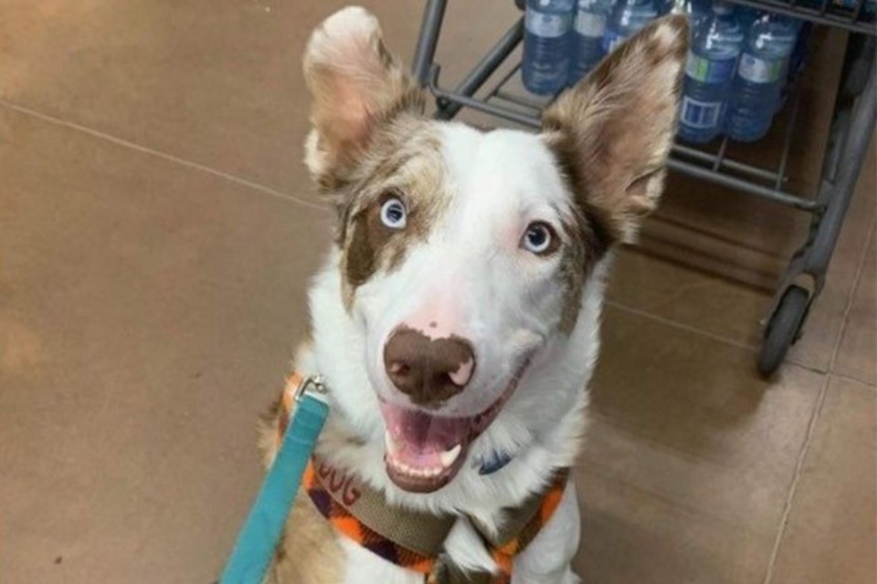 A red border collie named Blue has gone missing. Blue is a PTSD, stress and anxiety service dog.
Photo courtesy of Olds RCMP