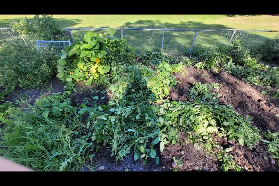 These trampled-down plants are just part of the vandalism wreaked upon the Bowden Community Garden last week.
Photo courtesy of Bowden FCSS