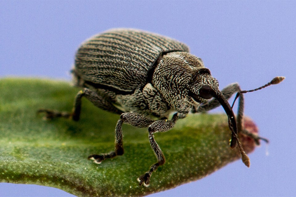 MVT cabbage seedpod weevil