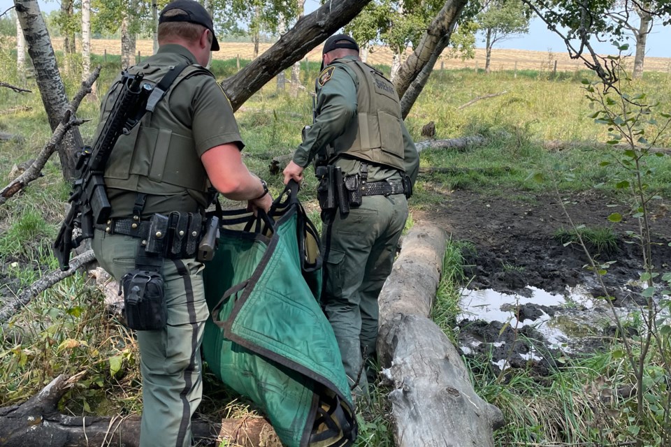 Sundre Fish and Wildlife Enforcement Services worked last week to relocate a family of grizzly bears after a steer was killed at a Mountain View County feedlot southeast of Sundre. 
Photo courtesy of Alberta Fish and Wildlife Enforcement Services 