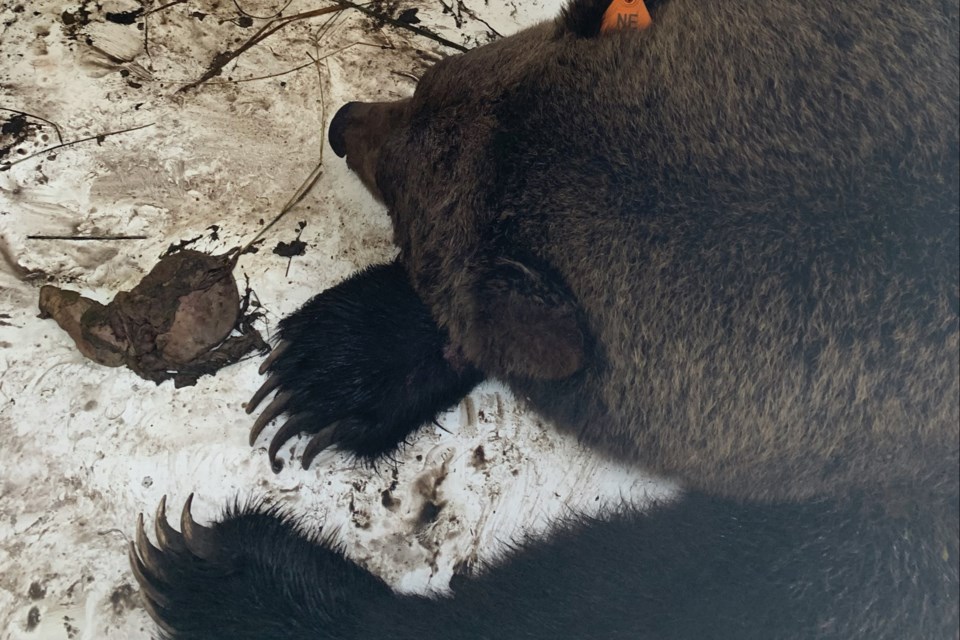 A grizzly sow snoozes in a trap after safely being captured by Fish and Wildlife officers. The mama bear's three cubs were also captured and successfully relocated. 
Photo courtesy of Alberta Fish and Wildlife Enforcement Services 
