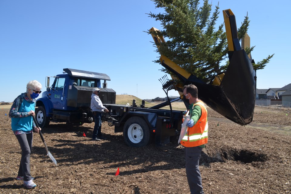 Inga Owen, left, Mitch Miller, and John Ing plant the first tree at the new Carstairs Nature Space on April 21. 
Dan Singleton/MVP Staff