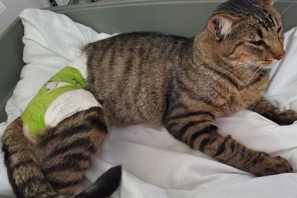 MVT cat injured in apparent  trapping
