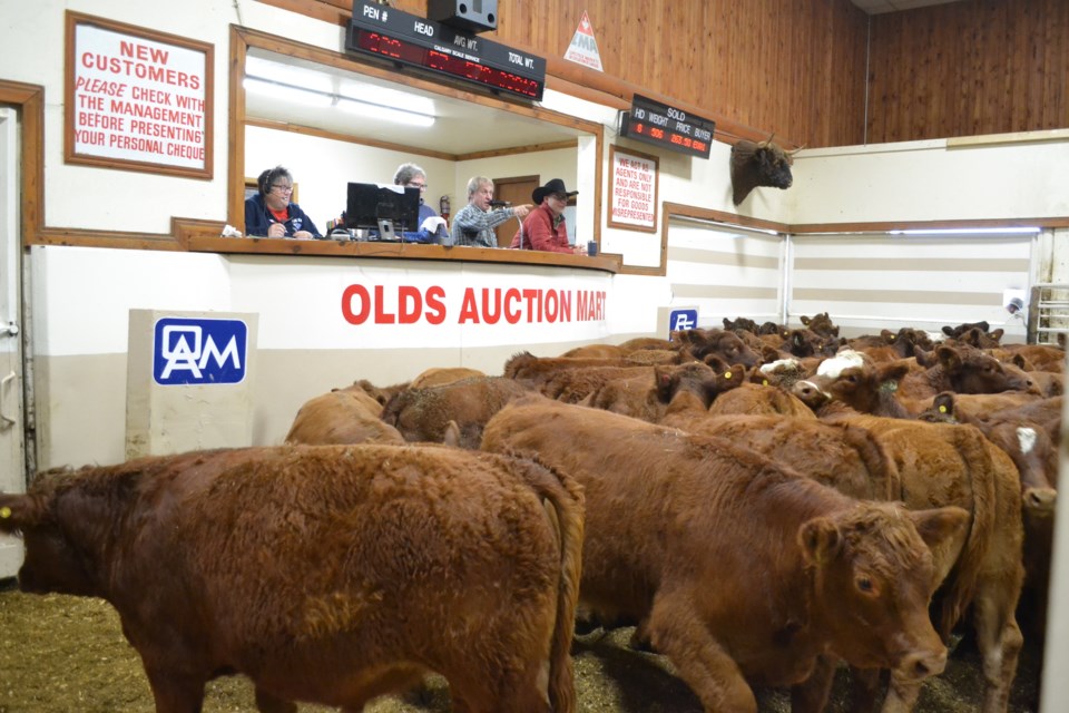 Nearly 5,000 steer calves were auctioned off Oct. 7 at the Olds Auction Mart; an unusually high number this early in the fall cattle run.