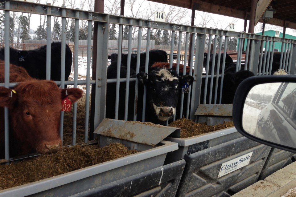 mvt-cattle-feeding-system