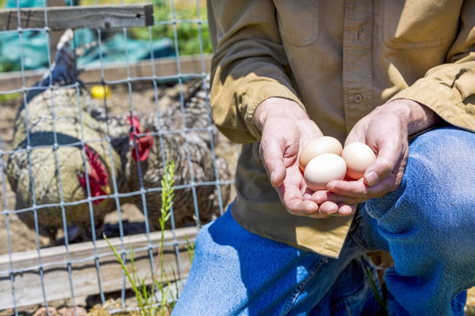 MVT chicken eggs