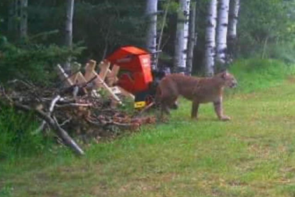 mvt-cougar-sighting