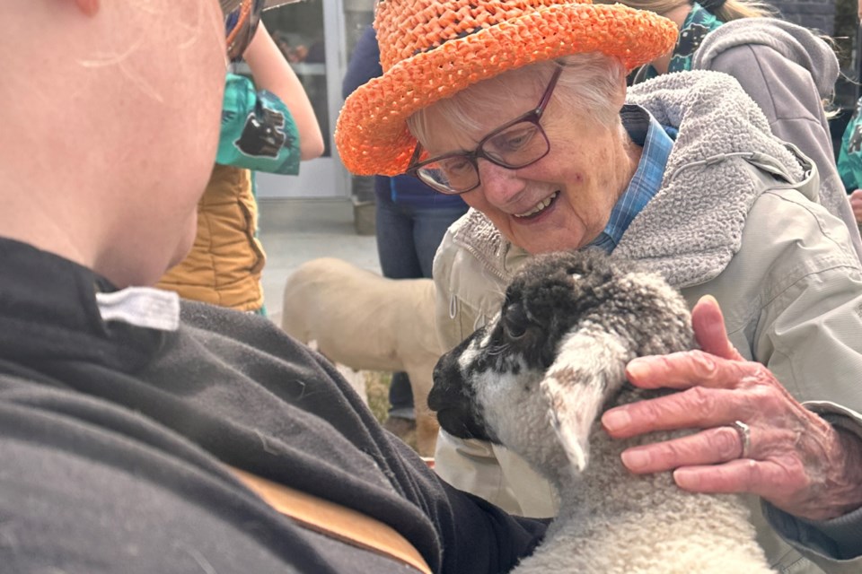 Members of the new Cowboy Trail 4-H Multi Club brought out on Thursday, May 8 a dozen ewe and wether lambs for residents at the Sundre Seniors’ Supportive Living centre to pet.
Submitted photo