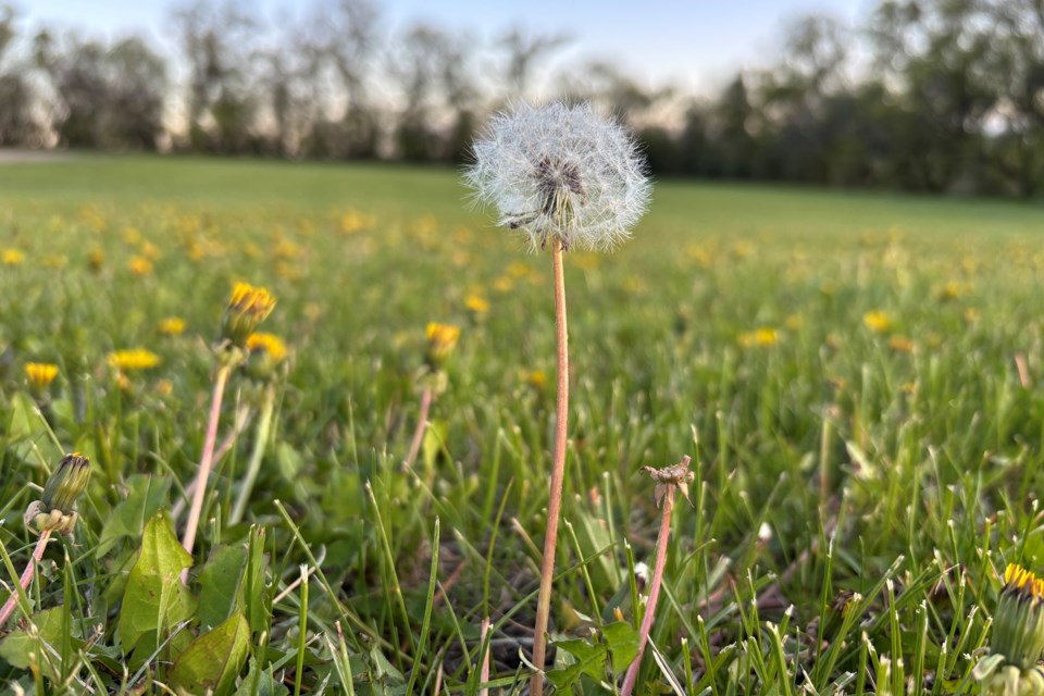 mvt-dandelion