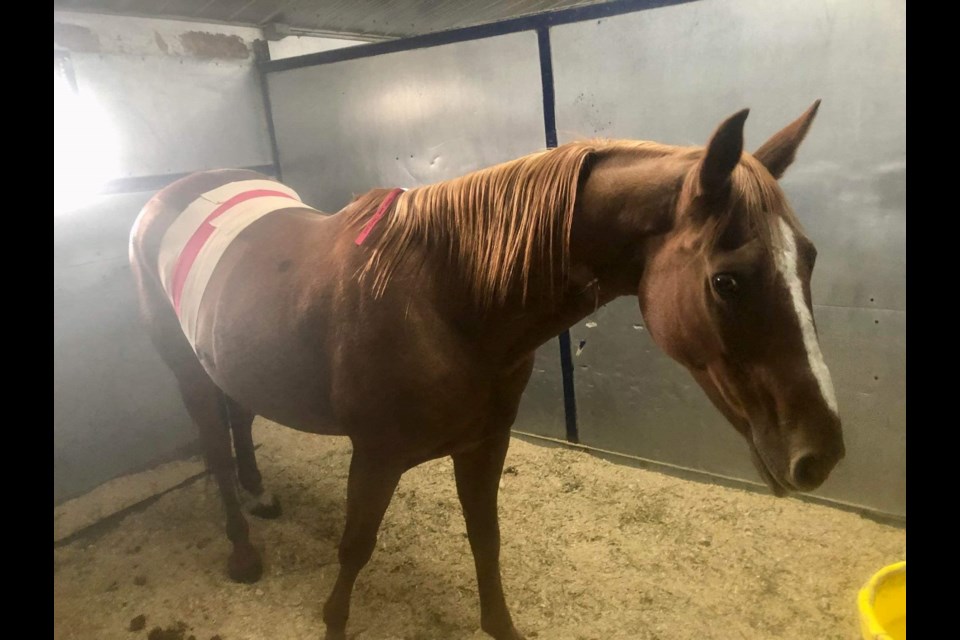 Dixie, an 11-year-old quarterhorse surrendered earlier this summer to Bear Valley Rescue by an owner who could not afford a corrective surgery to address bizarre stallion-like behaviour typically attributed to an ovarian cyst, has recently been recovering following the procedure that yielded the surprise discovery of a testicle.
Bear Valley Rescue Facebook