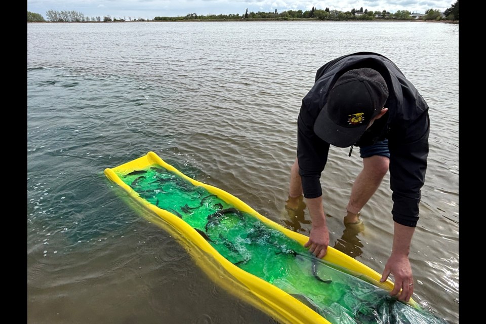 Hundreds of rainbow and tiger trout were released into Innisfail's Dodd's Lake on May 17, unofficially known for many locals as the beginning of summer. Johnnie Bachusky/MVP Staff
